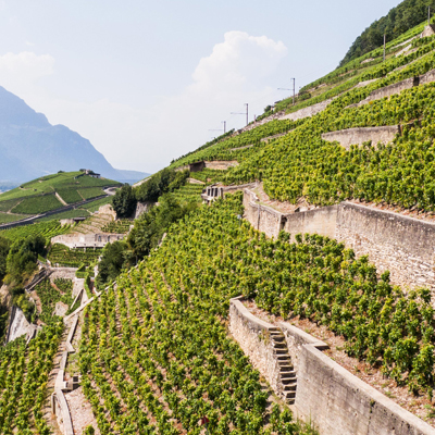 5 vins emblématiques d Aigle Les Murailles de la Maison Henri Badoux