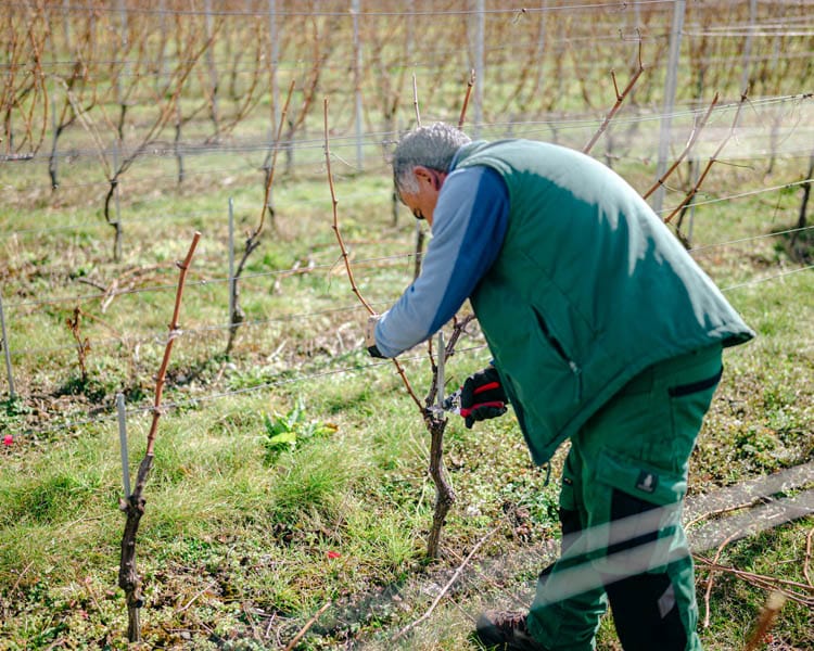 Travail du vigneron dans les vigne de la Maison Henri Badoux à Aigle