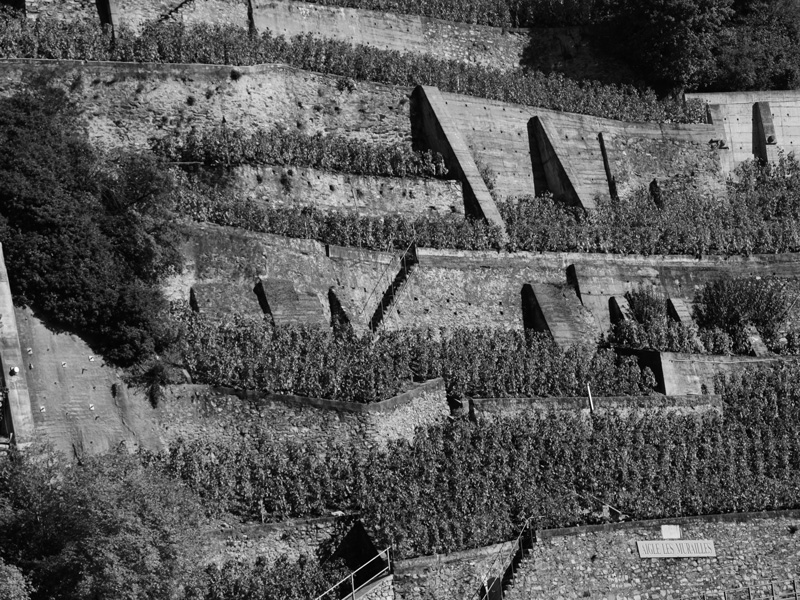 Les vignes d'Aigle, dans le vignoble du Clos des Murailles, avec ses murs en pierres sèches.