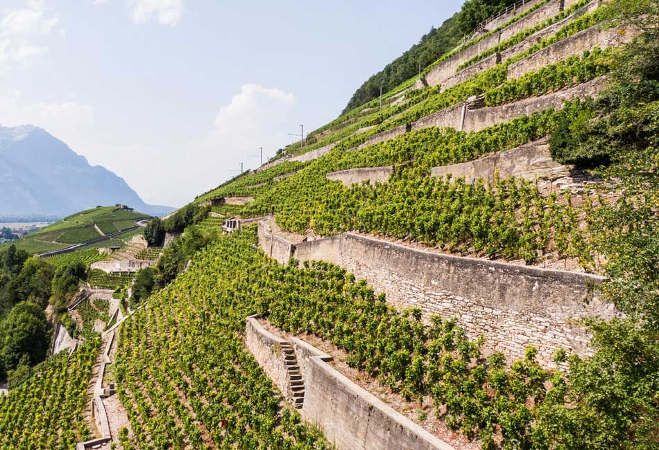 Vignoble du vin des Murailles à Aigle, d'Henri Badoux, vigne en terrasses, entrecoupées de mur en pierre sèche