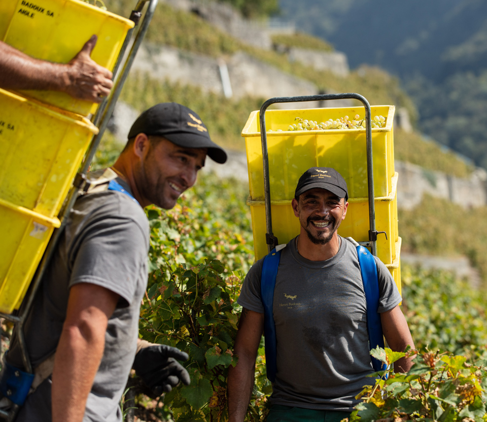 Equipe de vendangeurs dans les vignes Murailles de la Maison Henri Badoux.